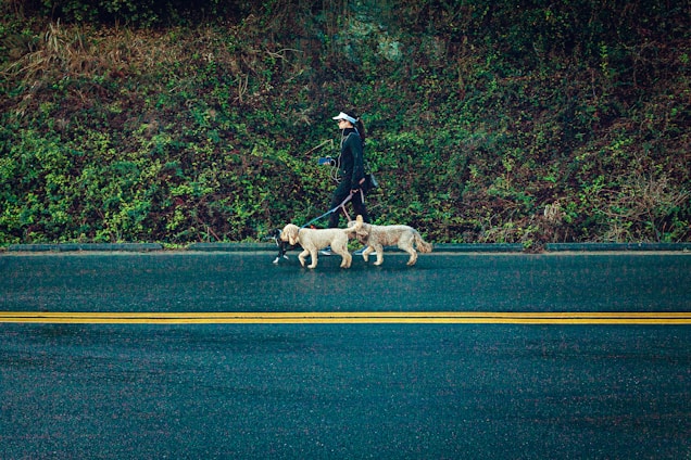 A person walking three dogs along a road lined with thick greenery. The road features yellow lines, and the scene appears calm with a focus on the daily activity of walking dogs.