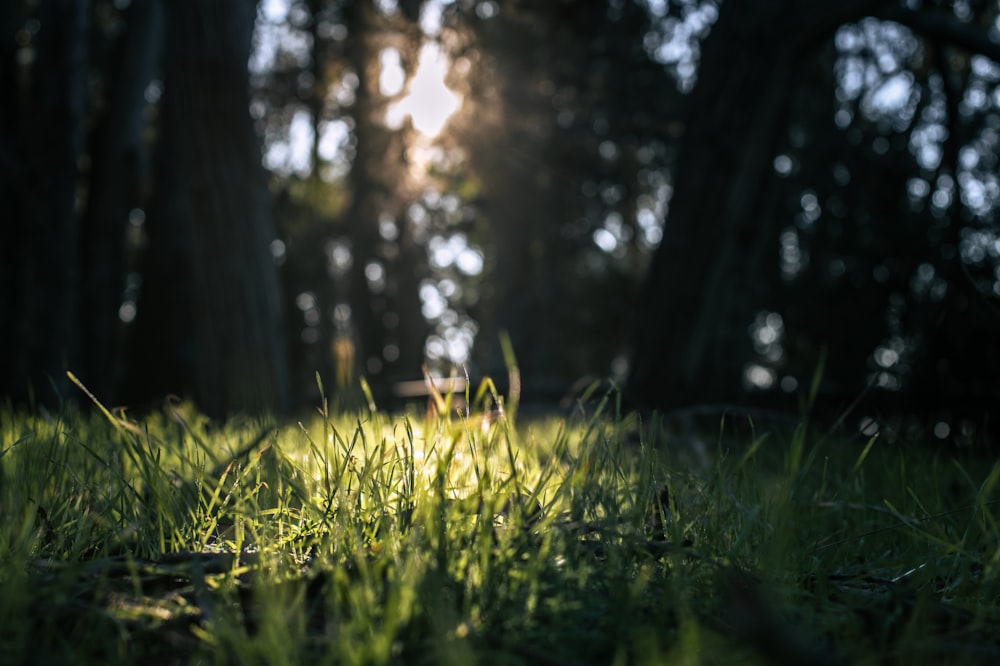 sun rays coming through tall trees and green field