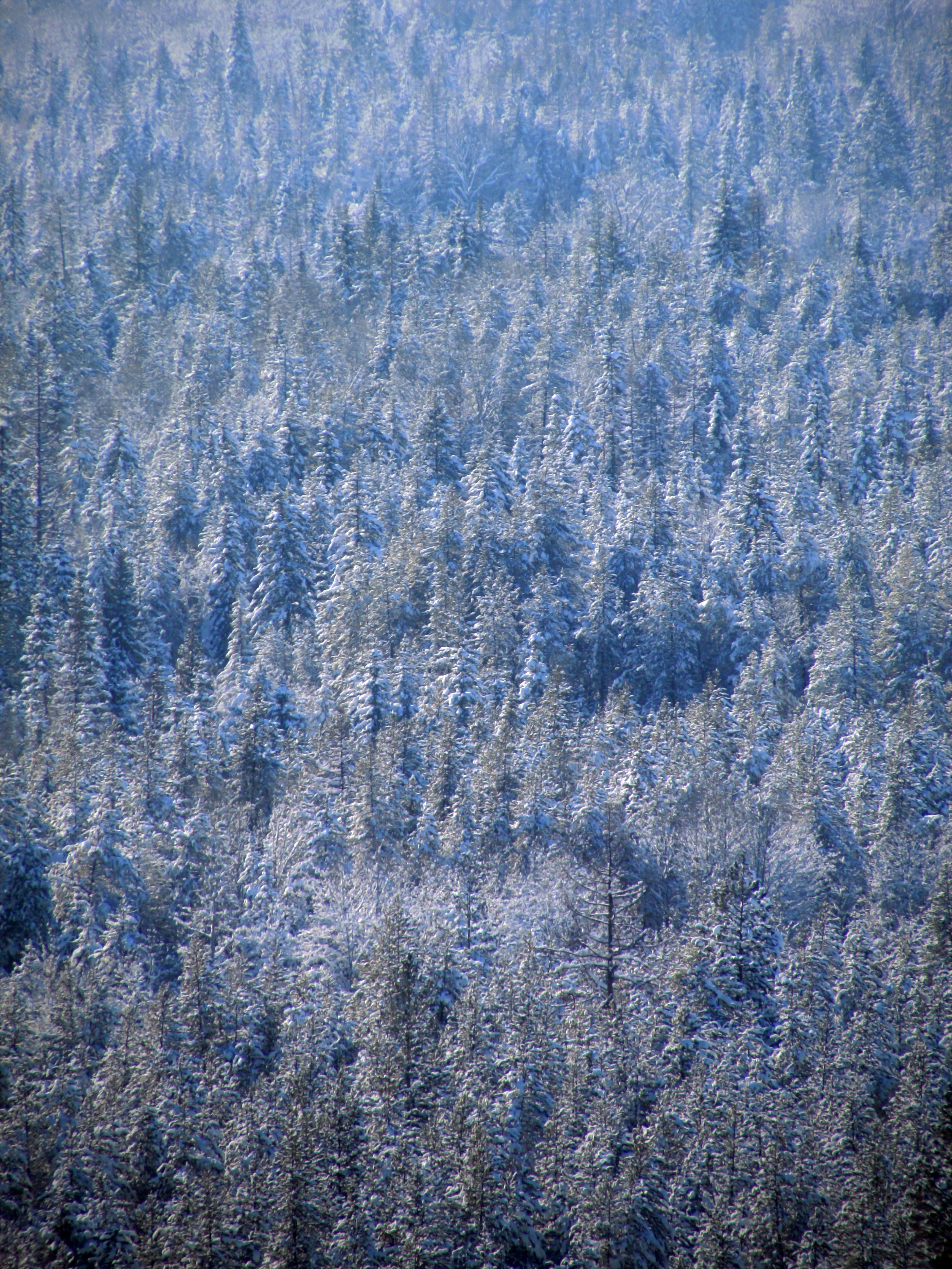 Conquer the Cold: Essential Winter Camping Gear for Snow Adventures