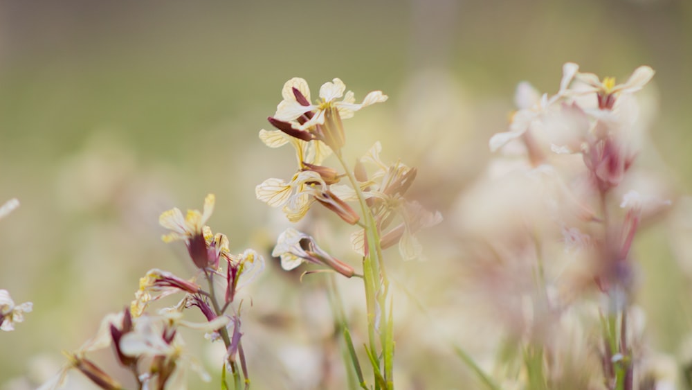 white and purple petaled flower