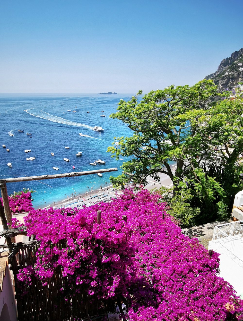 pink flowers beside body of water during daytime