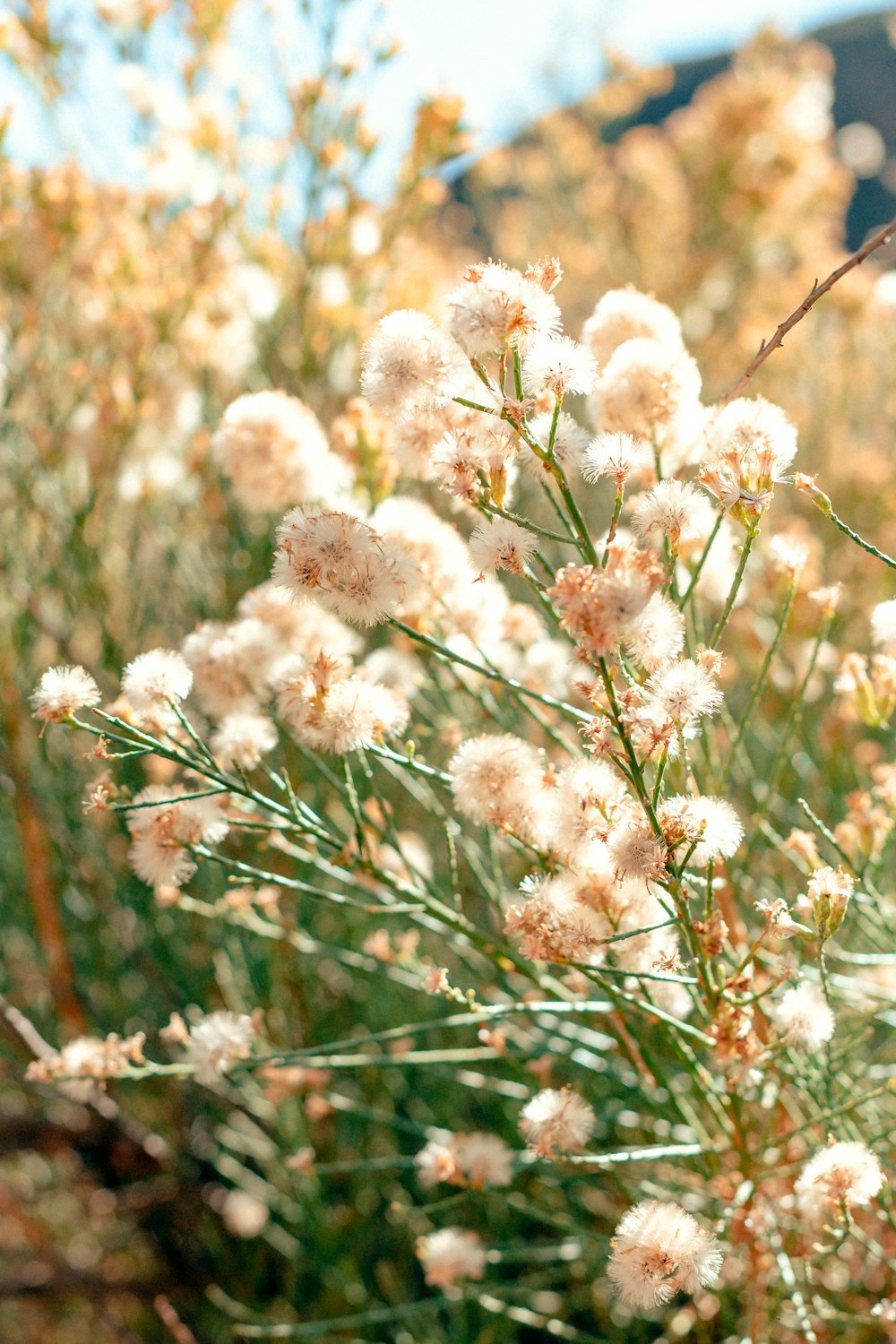 white cluster flower photograph