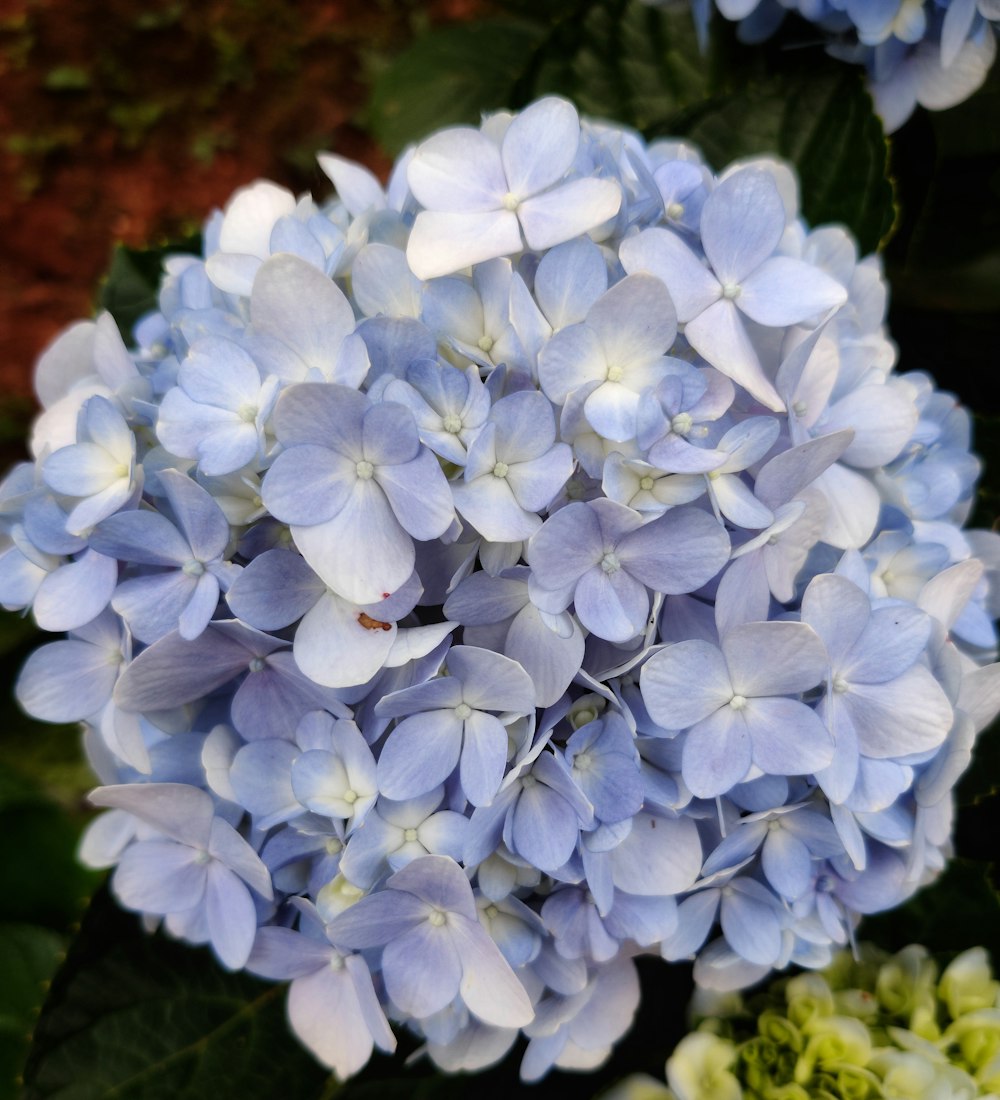 selective focus photography of gray petaled flowers during daytime