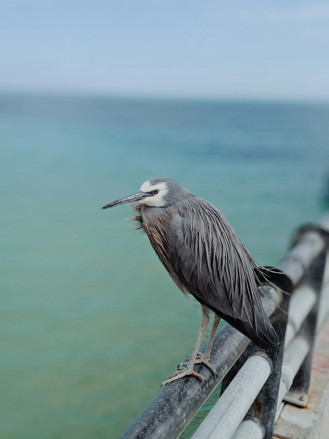 Wildlife photo spot Moreton Island Brisbane City