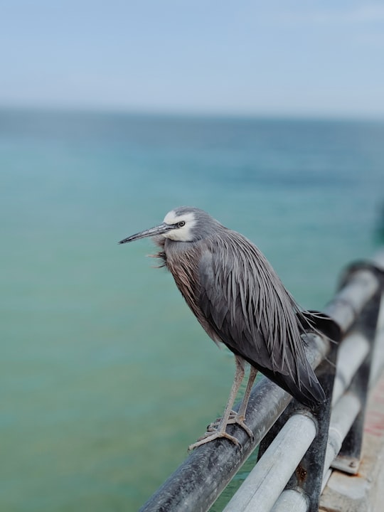 brown and white bird on the fence in Moreton Island Australia