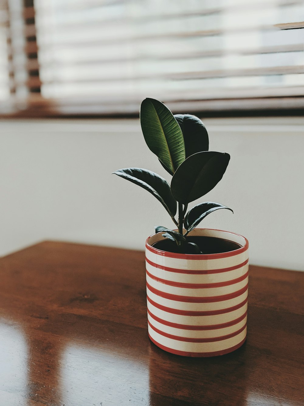 green plant in white and red striped ceramic pot on brown wooden table