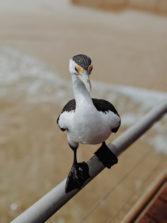 white and black bird photograph in Moreton Island Australia