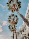 Tall palm trees stand against a clear blue sky beside a modern white building with teal accents. The building features multiple windows and clean architectural lines, while fluffy clouds float gently in the sky.