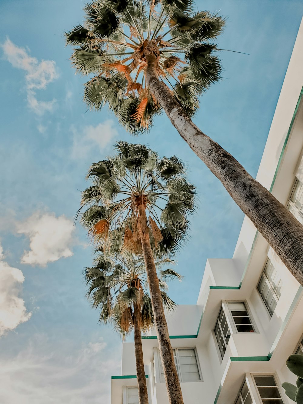 low-angle photography of green palm trees near white building under white and blue sky
