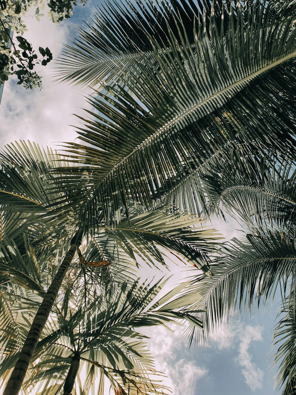low-angle photography of green coconut trees under white and blue sky