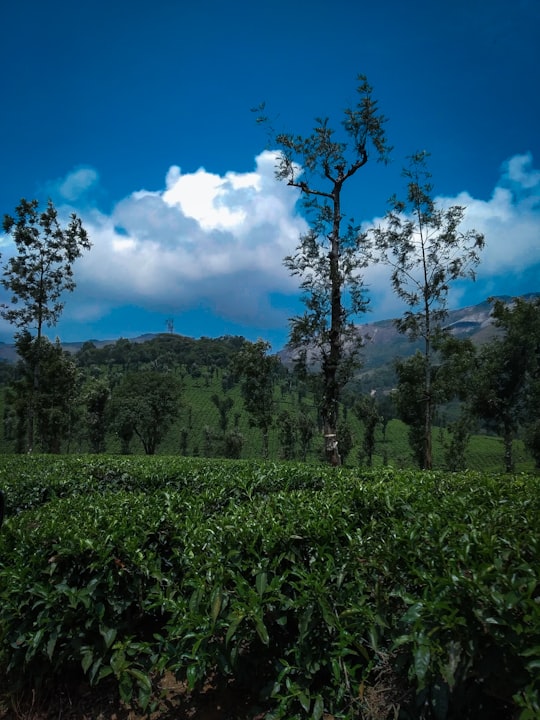 landscape photography of green field under white and blue sky in Nelliyampathy India