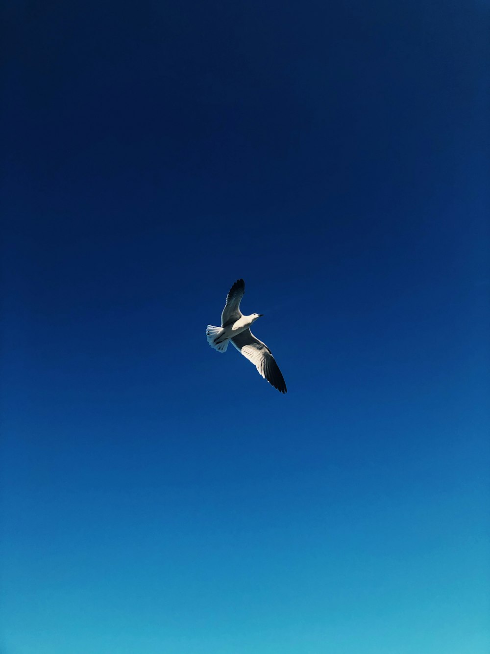 white and black bird flying on the sky photograph
