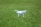 A drone in action over a lush green field.