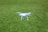 A white quadcopter drone is hovering closely above a lush, green grassy field.