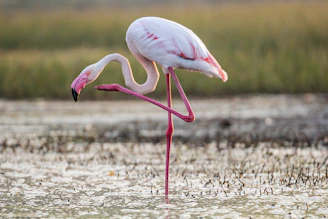 white and pink flamingo 