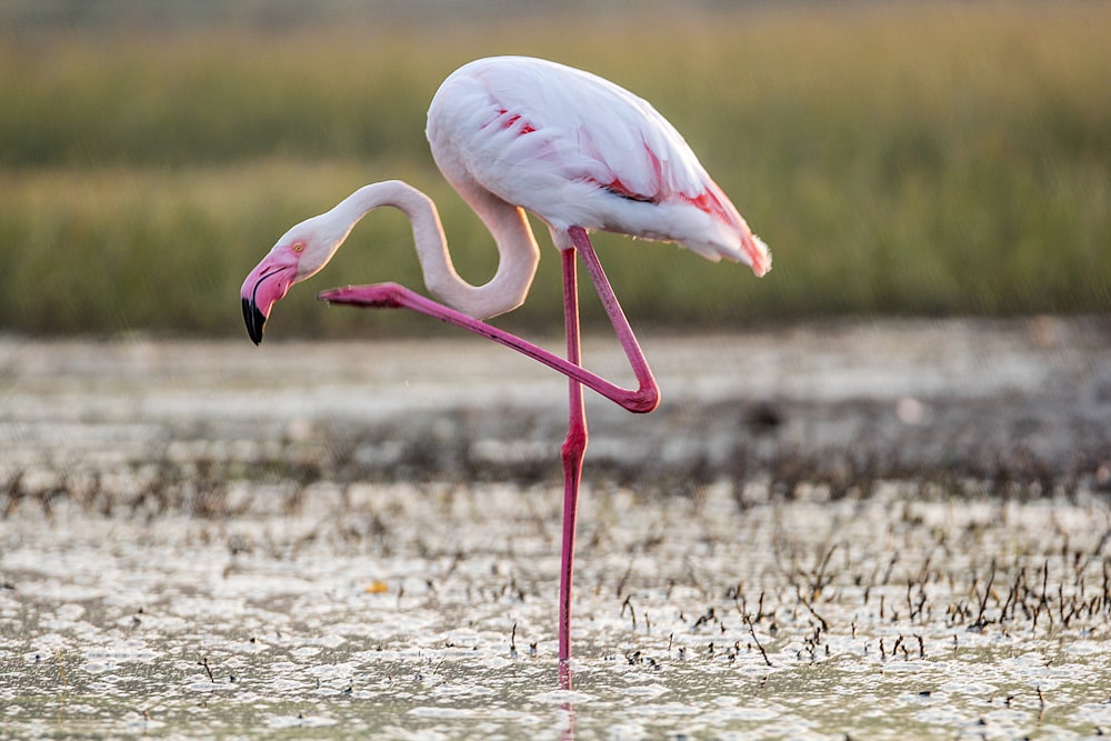 white and pink flamingo