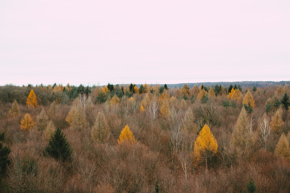 brown grass