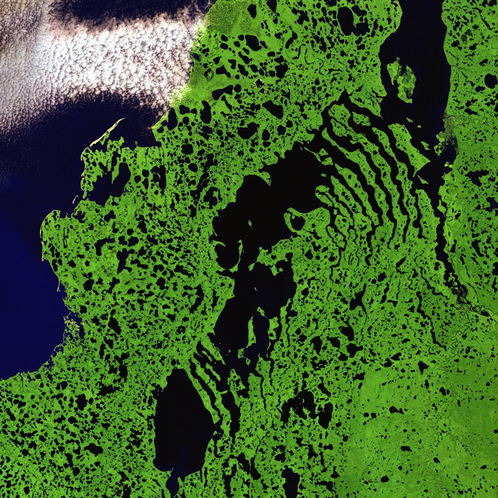 Ilustración satelital de hierba