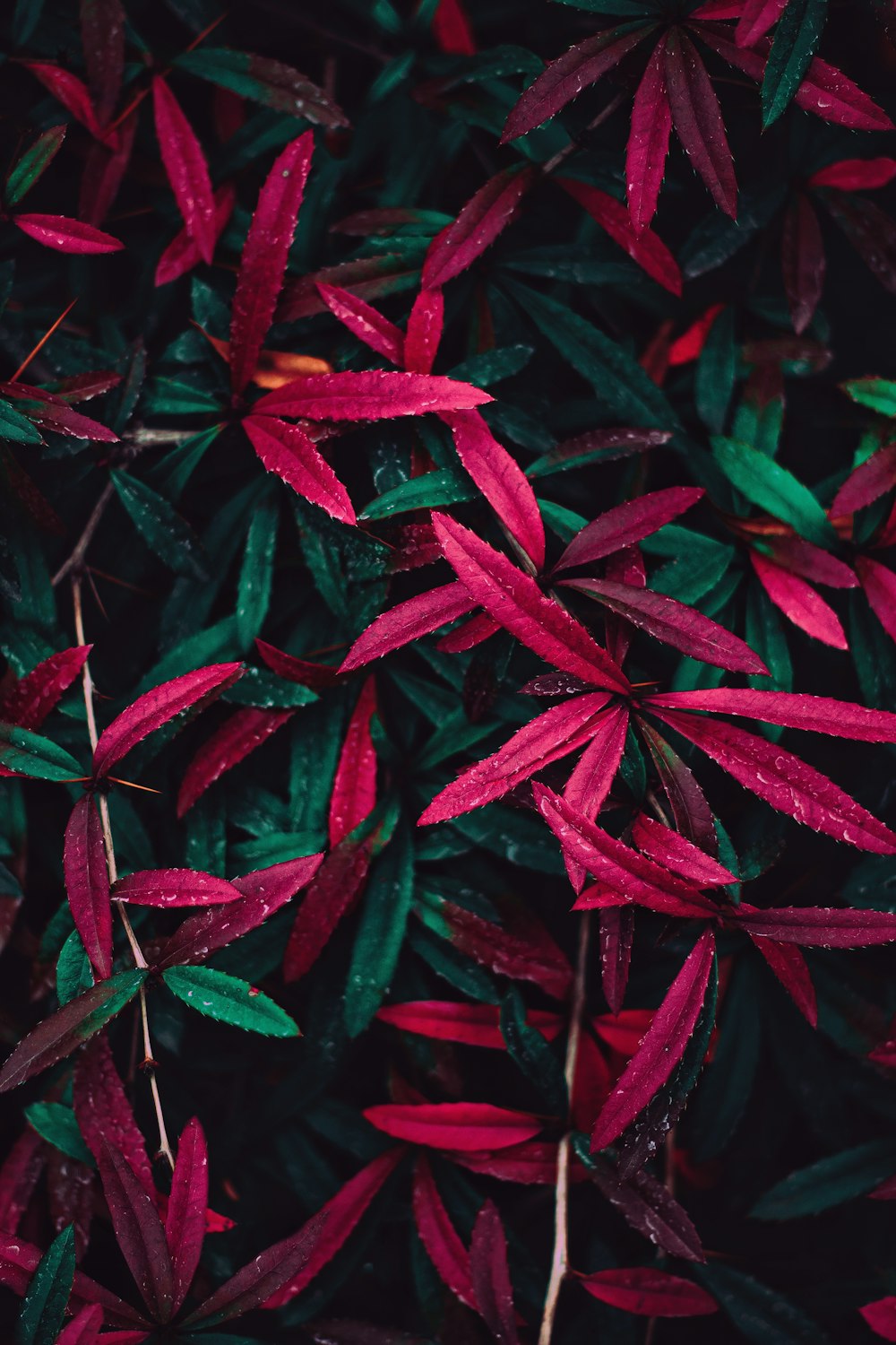 red-and-green plants '