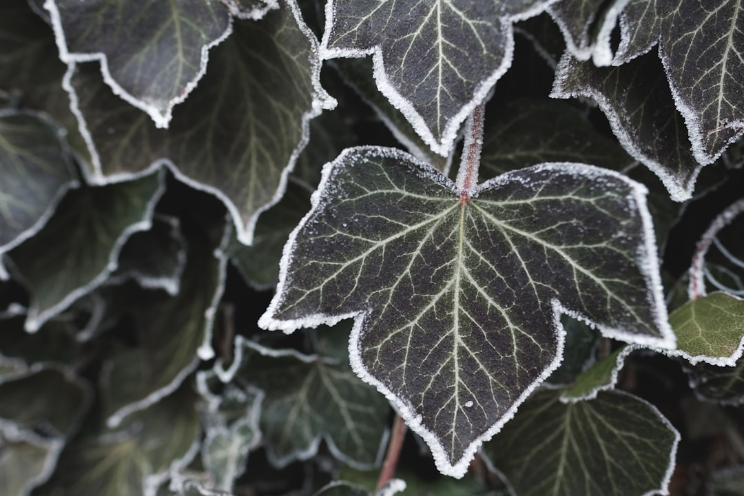 selective focus photography of gray leafed plants