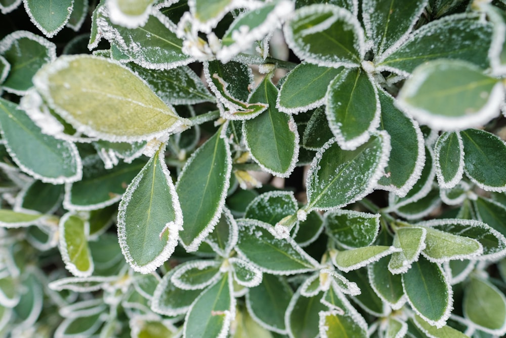 green-leafed plants