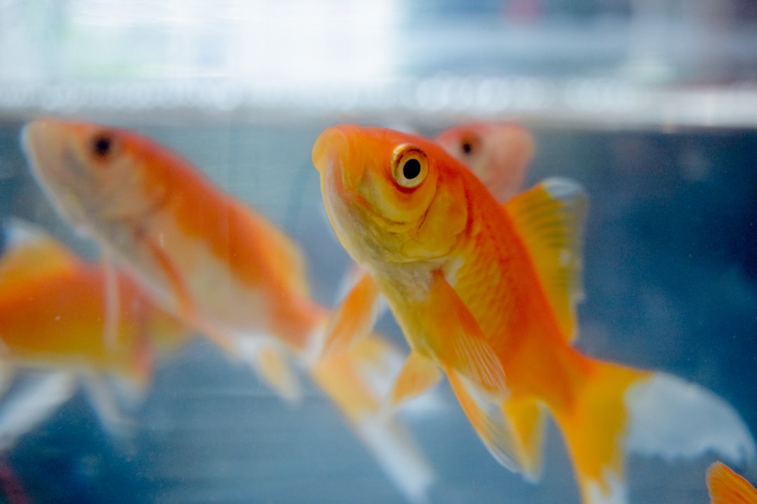 selective focus photography of goldfish