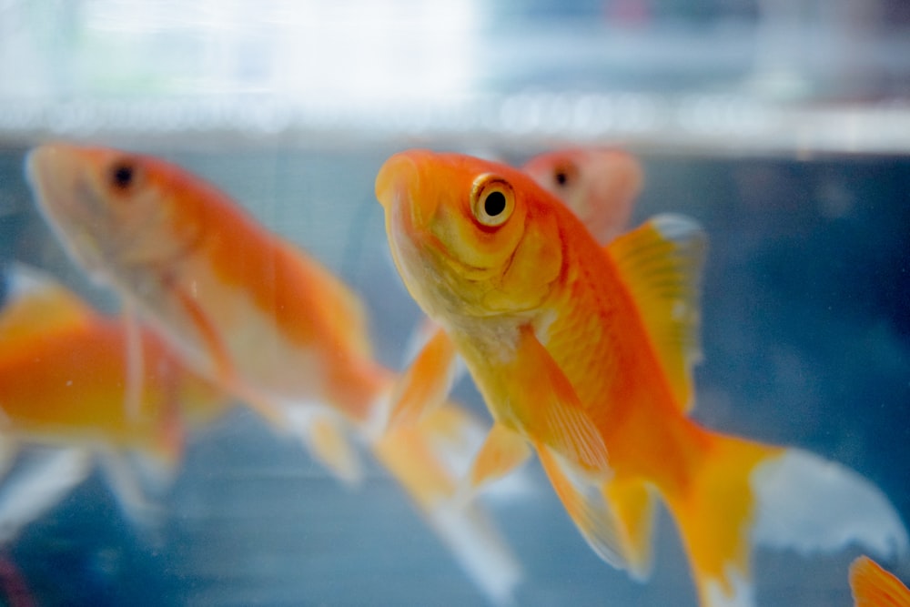 fotografia de foco seletivo de peixinhos dourados