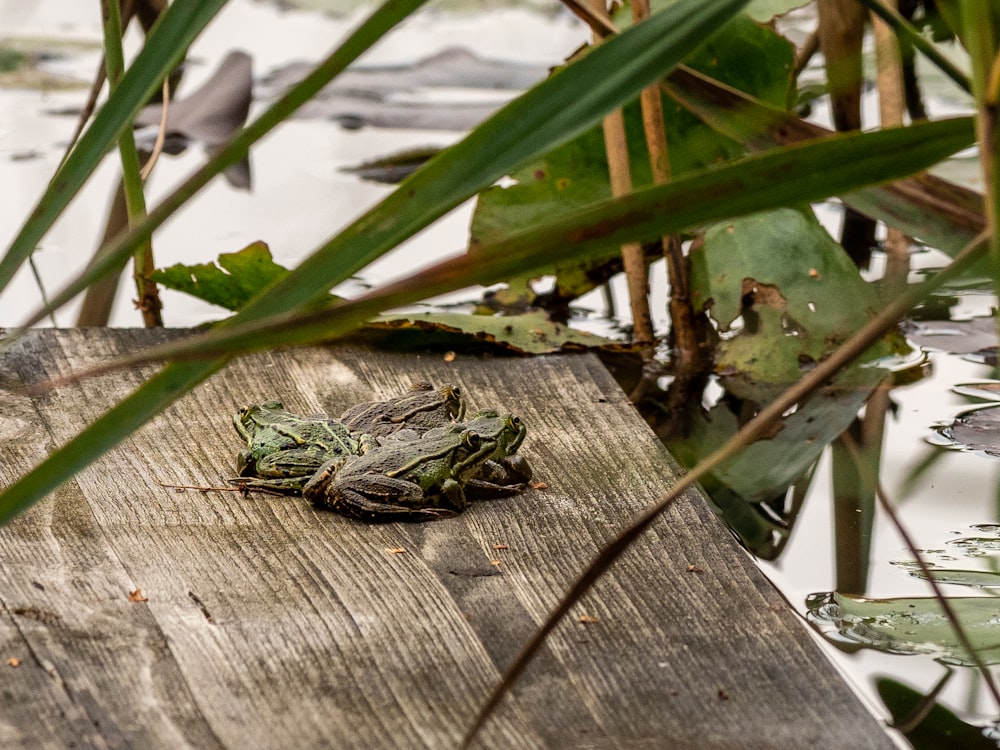 Deux grenouilles sur un trottoir en béton entourées de plantes