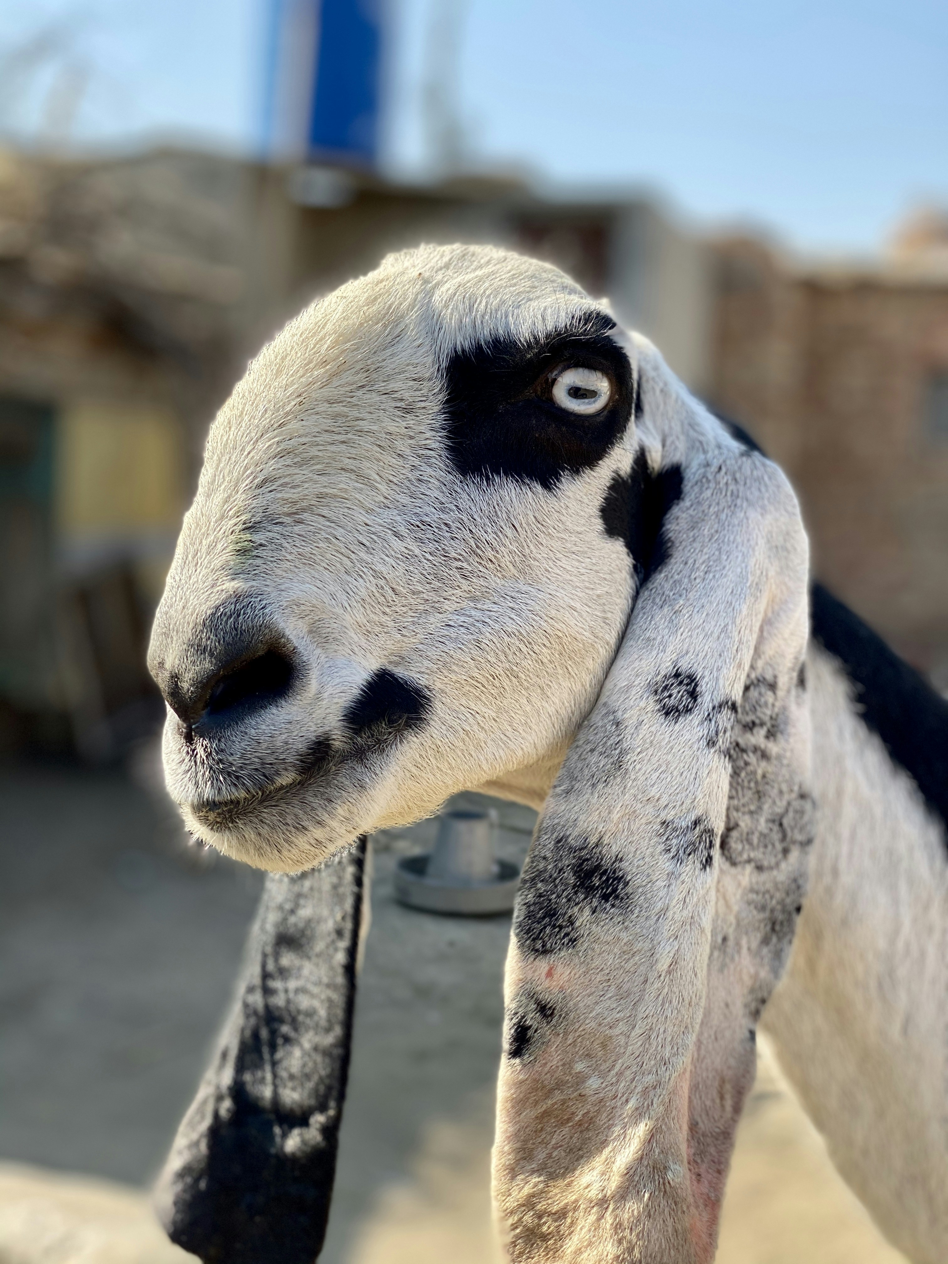 Photo by safdarramdani