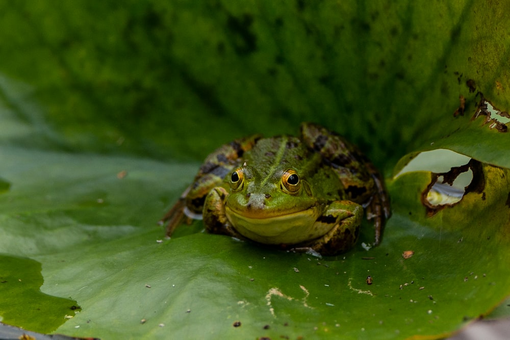 frog perch on the green leaf