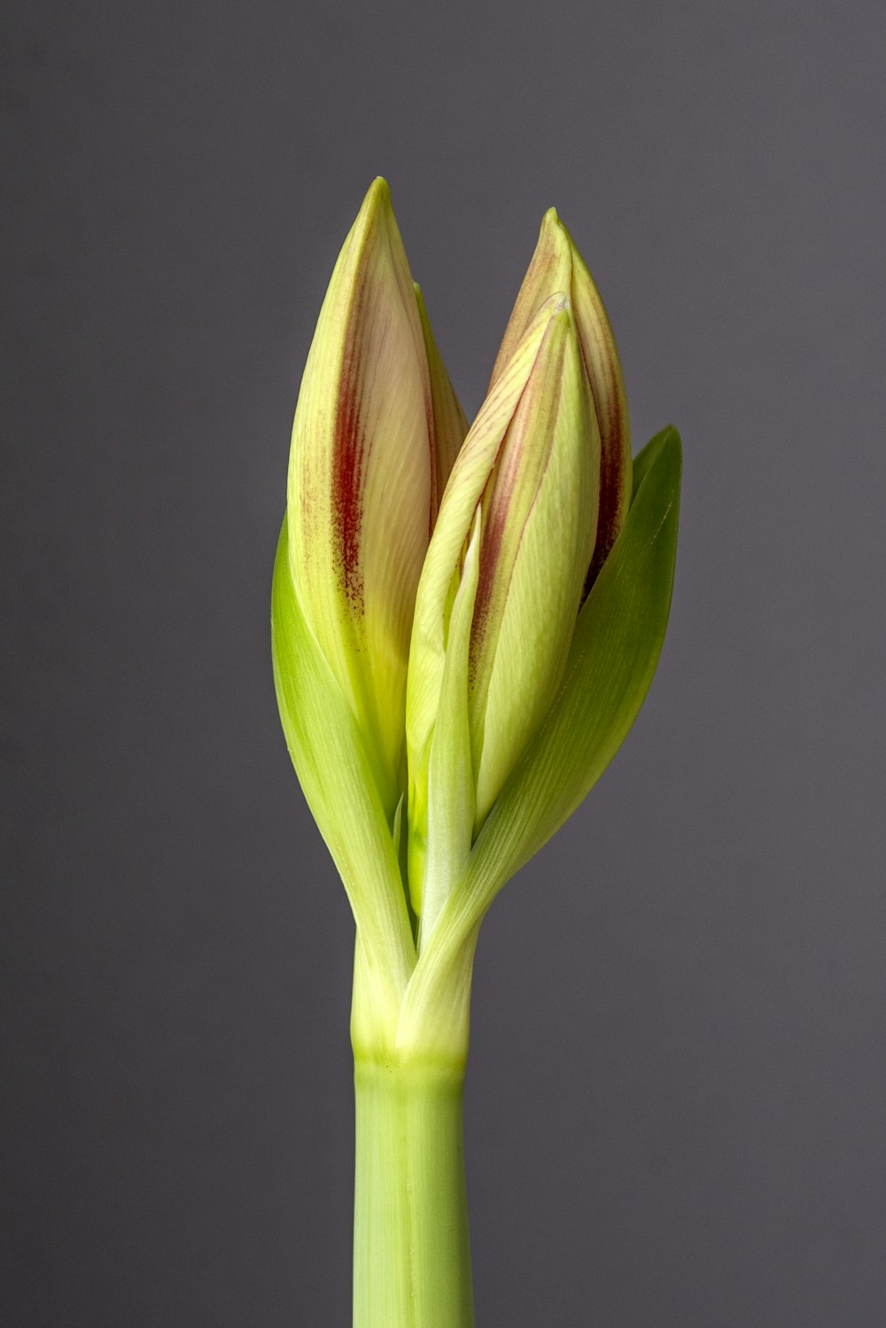 bud yellow flower