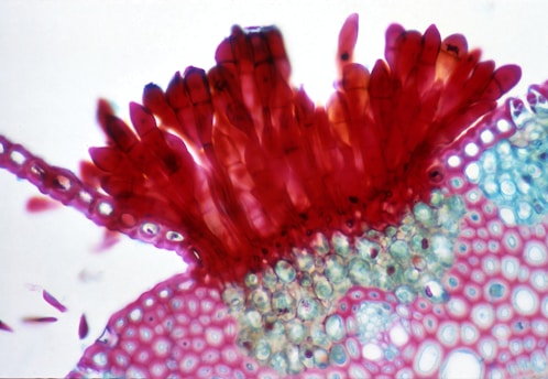 a close up of a red and blue flower