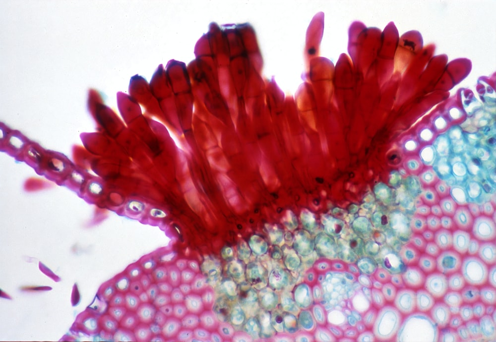 a close up of a red and blue flower