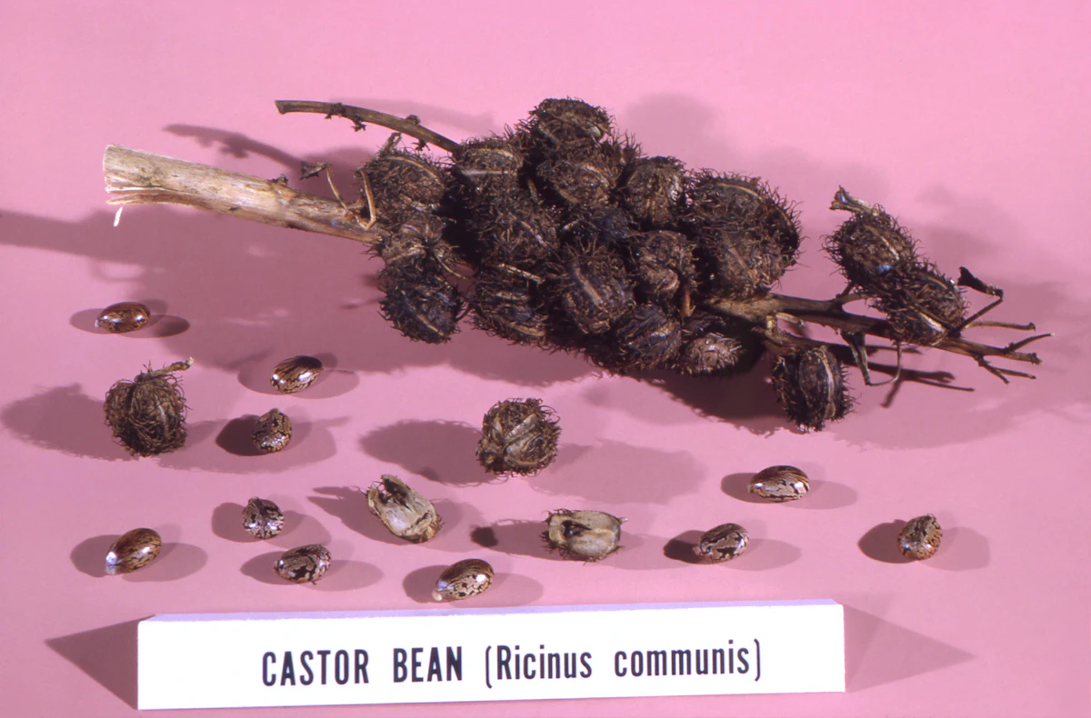 Castor Arandi Farming India — Ricin Warning Industrial Oil Gujarat Encyclopedia