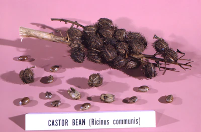Castor Arandi Farming India — Ricin Warning Industrial Oil Gujarat Encyclopedia
