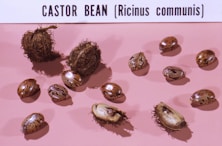 bunch of castor beans on white pink cloth