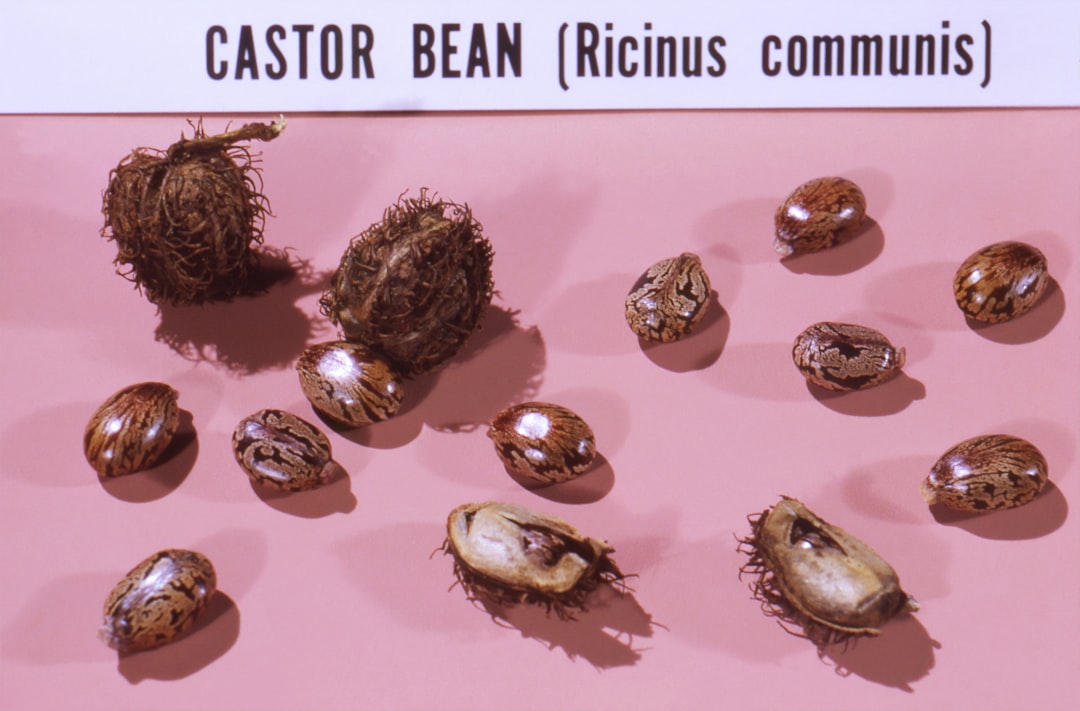 This image from 1966, depicted a castor bean, Ricinus communis, still life, composed of numbers of spiny seed pods, and a freed castor beans scattered about the setting. Castor beans contain the water soluble, highly toxic poison known as ricin.