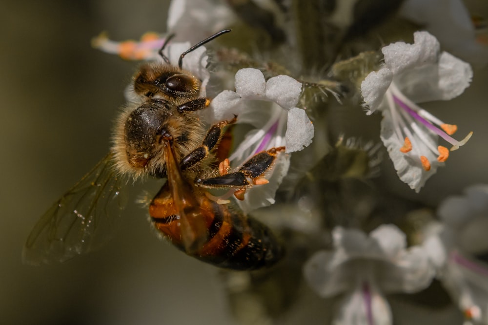 macro photography of honey bee on white flowers
