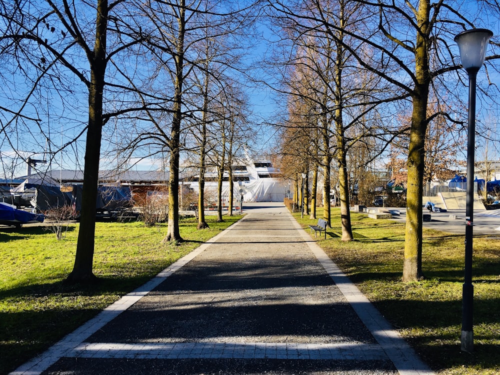 gray pavement road in between brown withered trees