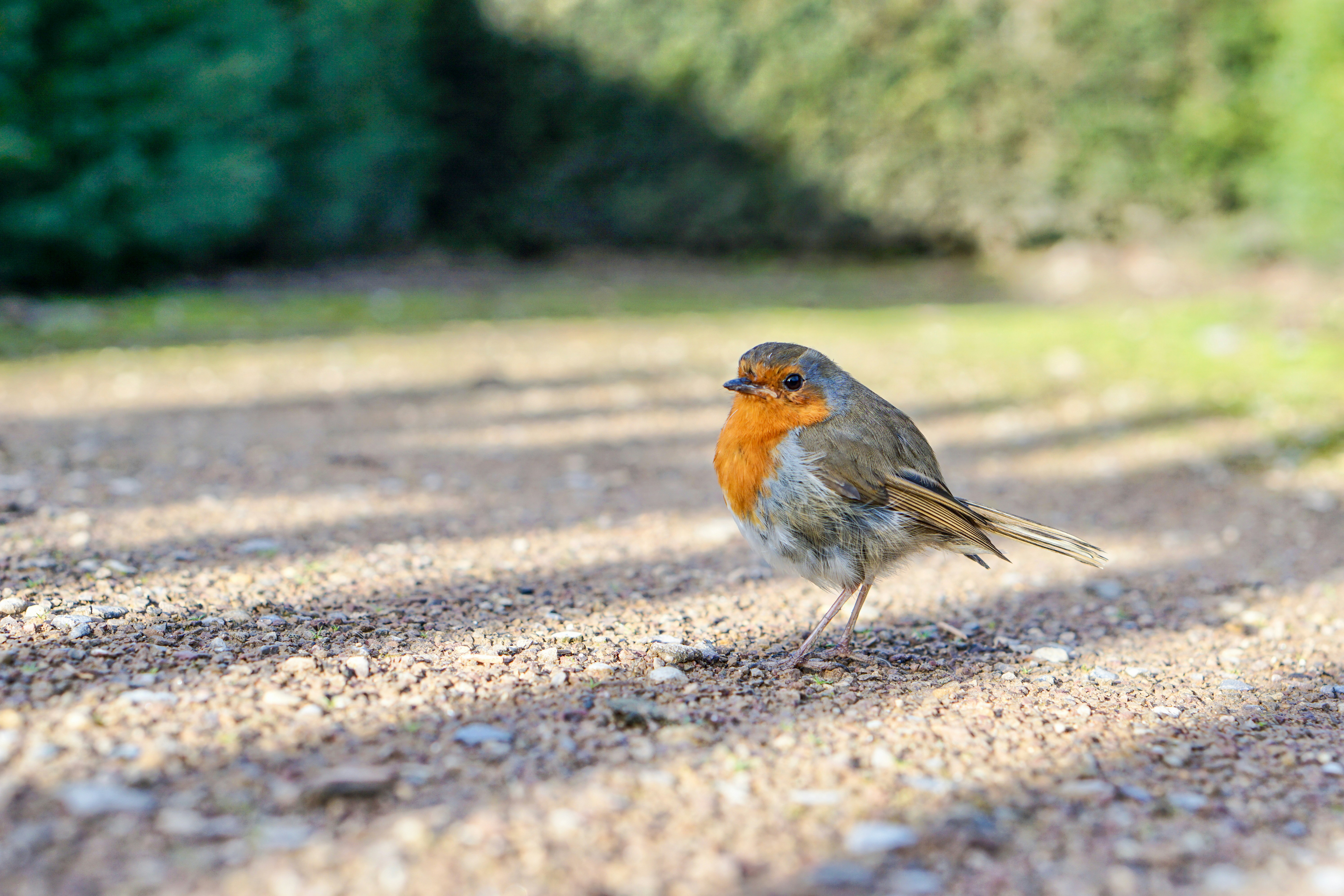 small-beaked brown and orange bird, Robin