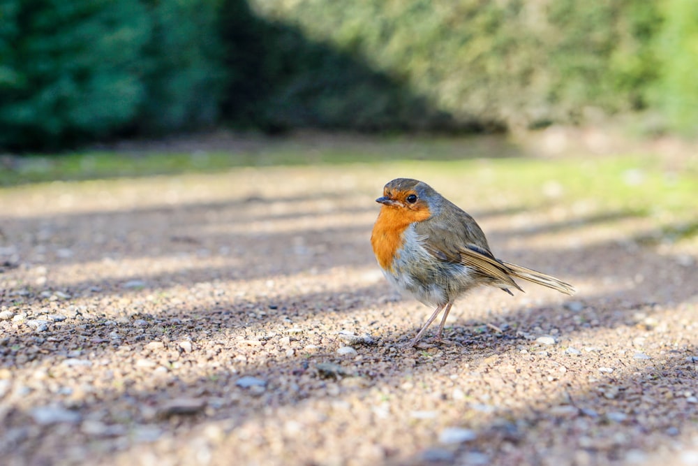 oiseau brun et orange à petit bec