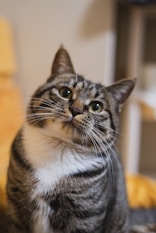 brown tabby cat