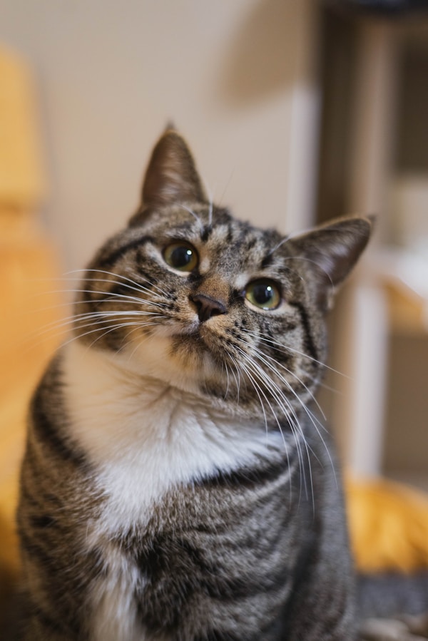 Luxury wildlife tour Brisbane Lone Pine koala Queensland nature