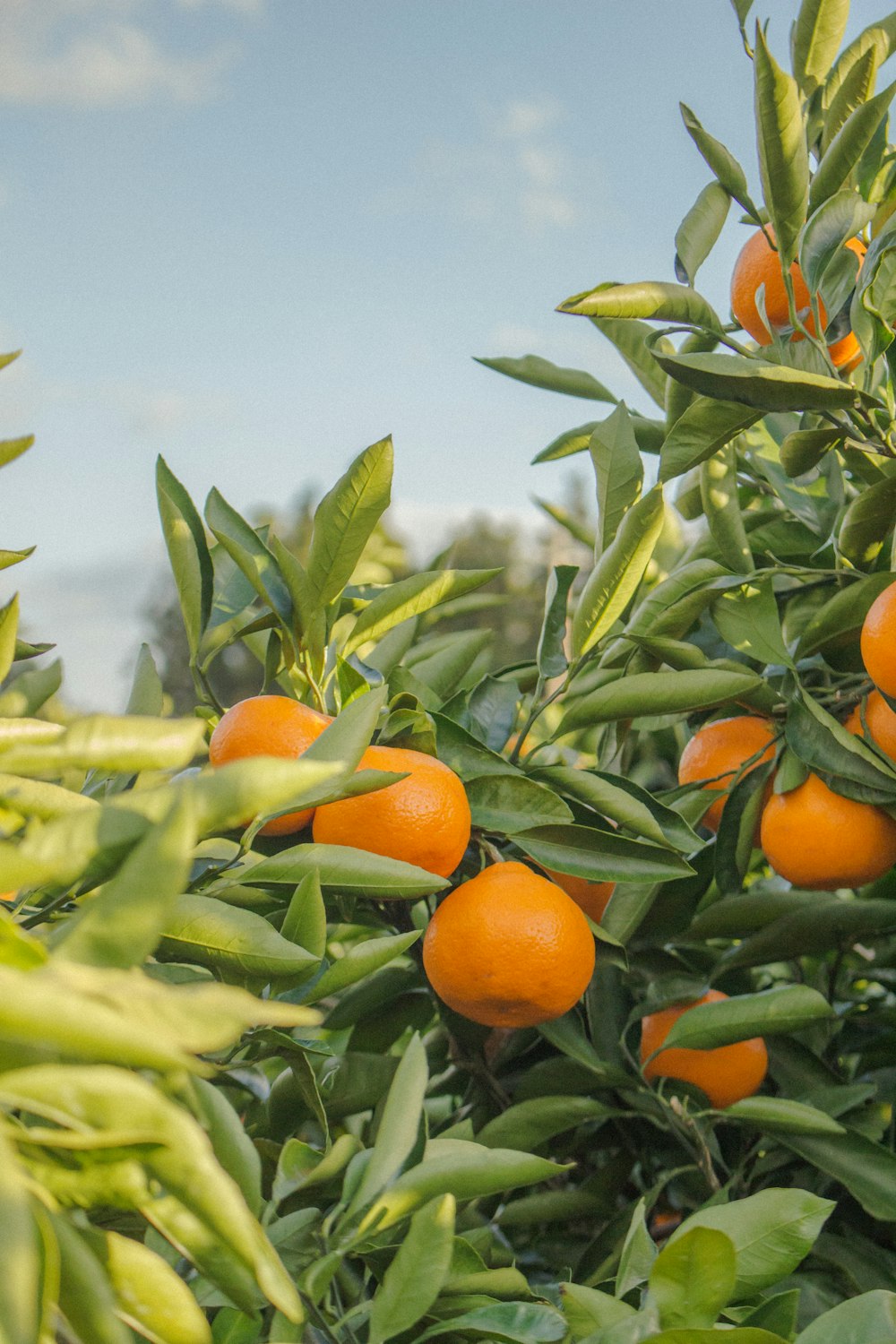 낮 동안 수확되지 않은 오렌지 과일의 선택적 초점 사진