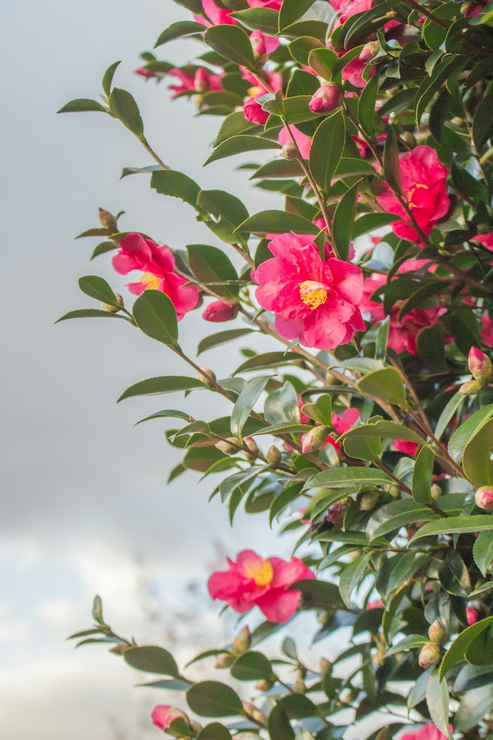 flores de pétalos rosados