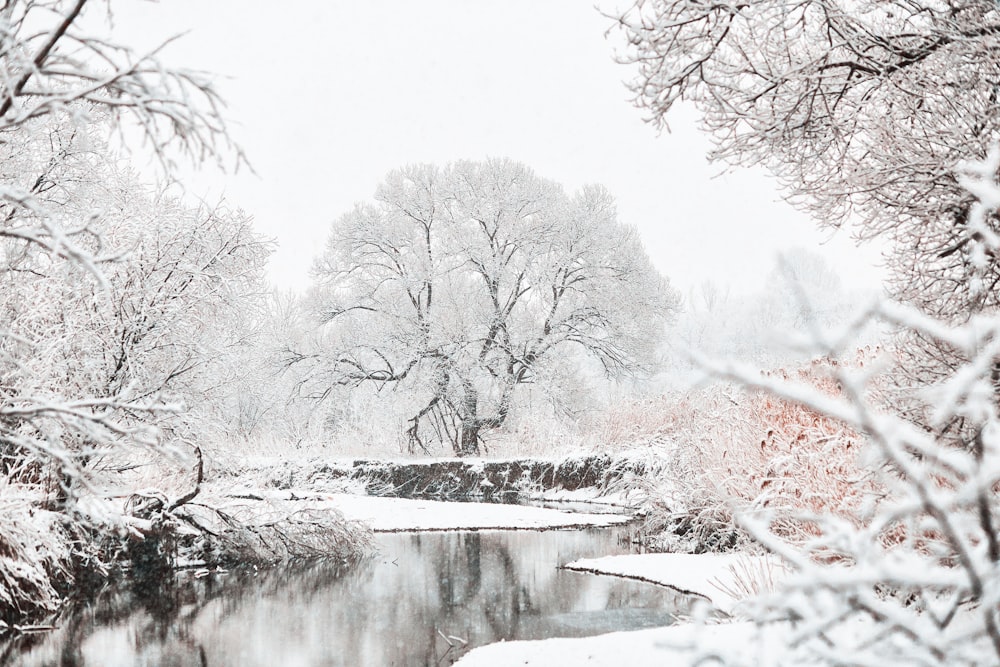 Eau calme de la rivière entre les arbres dénudés couverts de neige