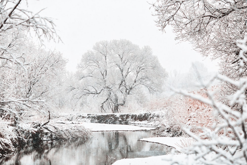 calm water of river in between of bare trees covered by snow