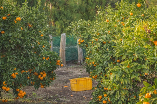 A sunny orchard in Ostholstein with yellow bands tied around fruit trees, inviting people to pick freely.