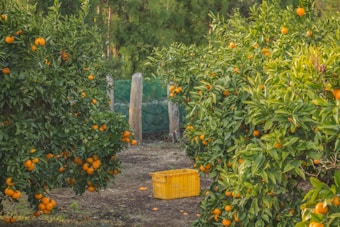 An orchard filled with lush green trees bearing ripe oranges. A yellow plastic crate sits on the ground between rows of the trees, ready for harvesting. The background features a wooden fence partially covered by green mesh.