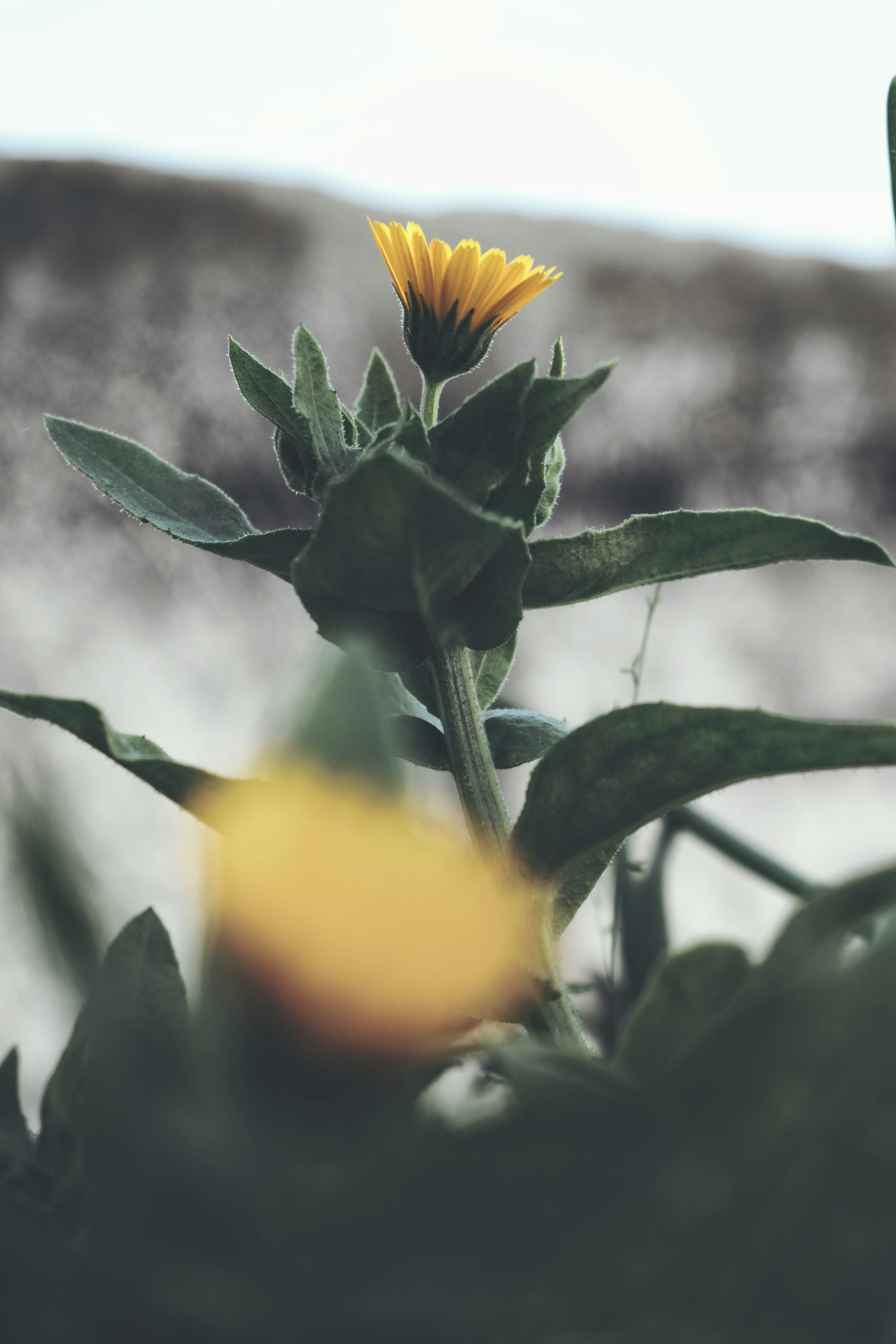 Photo by bilal_ayadi